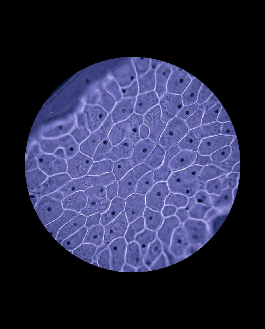 Microscopic view of microorganisms