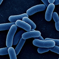 Miiood Balance | Daily Gut + Brain Supplement